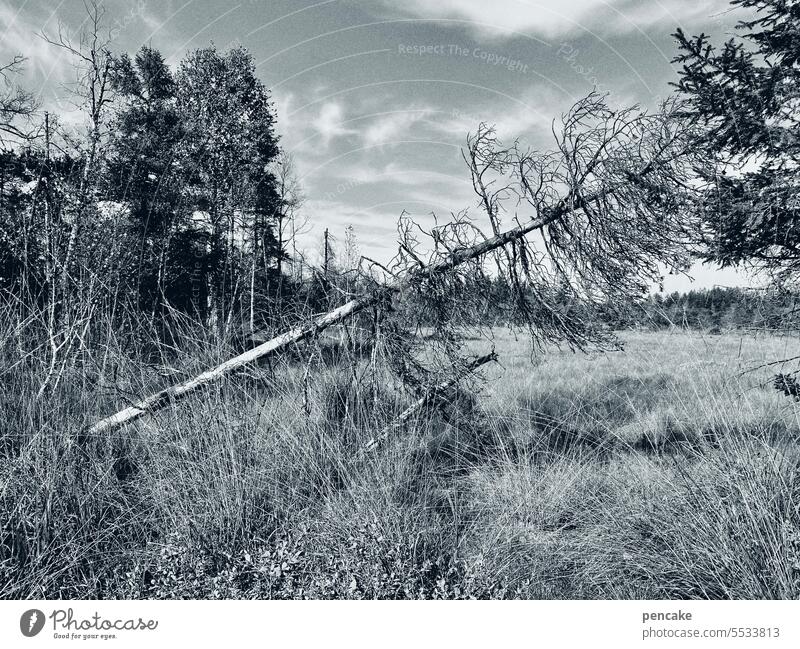 oh tannenbaum | kipppunkt Tannenbaum Klima Klimawandel Umwelt Umweltkatastrophe Zerstörung Landschaft Trockenheit Baum kippen Kipppunkt Natur umkippen monochrom