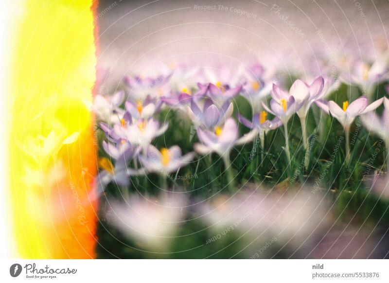 In the crocus field III Crocus crocus blossom Spring Blossom Violet Flower Nature Plant Garden Close-up Spring fever Blossoming Spring flowering plant naturally