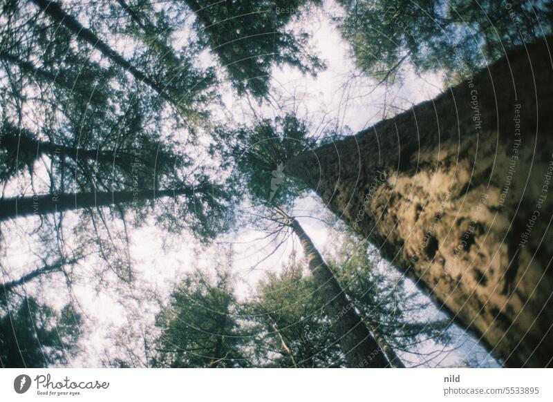 Forest bath - view up II Colour photo Nature Exterior shot forest bath Analogue photo Kodak Deserted Environment Relaxation Virgin forest Loneliness Calm