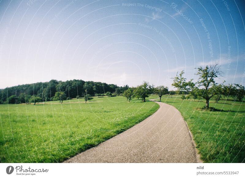 Alsace - Cycling trip France Highlands Nature Calm Light Idyll Colour photo Exterior shot Moody Analogue photo Kodak Vacation & Travel Landscape Summer Forest