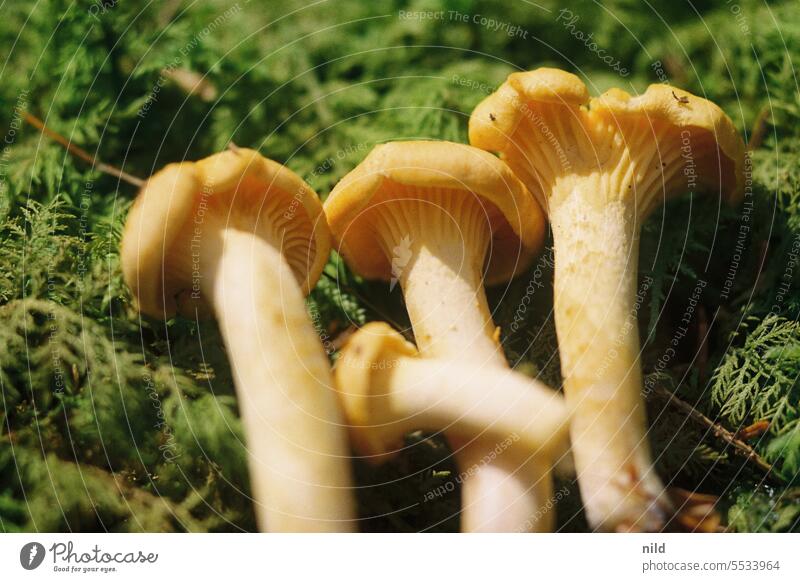 Chanterelles - mushroom season Mushroom Food Colour photo Autumn Forest Nature Close-up Exterior shot Shallow depth of field Nutrition Edible Fresh