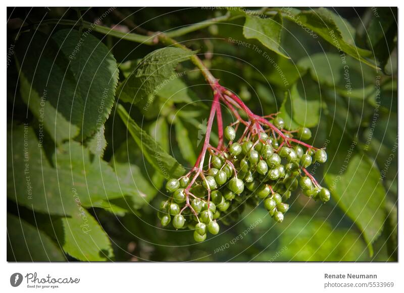 Unripe berries of elder bush Holler bush holler Fruit Immature Green Berries Nature Hollerberries Plant Part of the plant Summer Exterior shot Garden Bushes Red