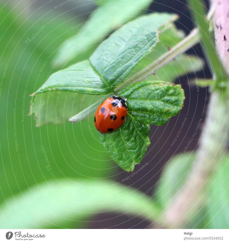 Wide land | little beetle Ladybird Beetle Insect Leaf Nature Macro (Extreme close-up) Close-up Crawl Plant Exterior shot Colour photo Animal Happy Red Green