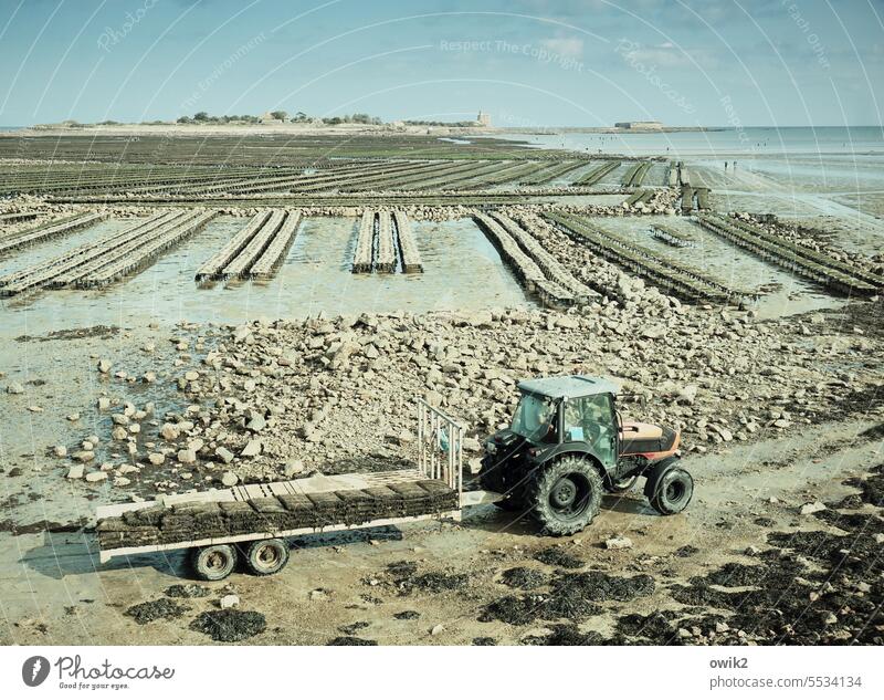 Driving a tractor Saint-Vaast-la-Hougue France Normandie Beach Tide coast Low tide Atlantic Ocean Oyster farm Oyster beds Racks Mole Lighthouse Sky Clouds