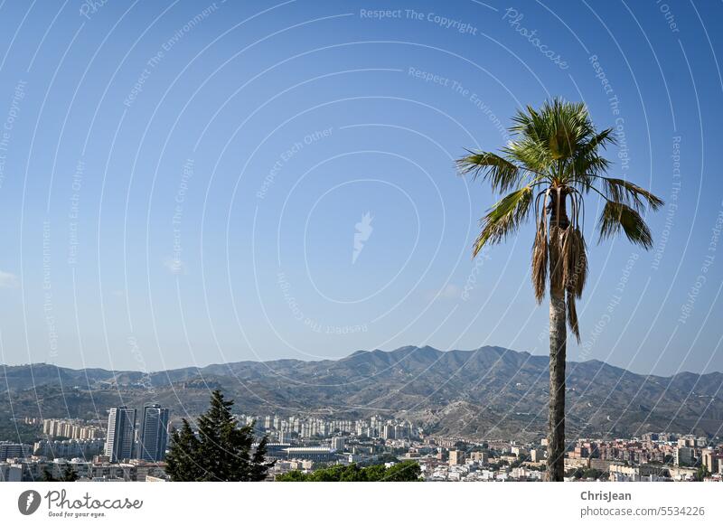 Palm tree in front of Andalusian mountains with panoramic view of Malaga Sun Spain city by day Town Tourism coastline Mediterranean Costa del Sol vacation