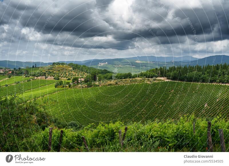 Vineyards of Chianti near Gaiole, Siena province Europe Italy Tuscany agriculture color country day green hill landscape nature olive photography plant rural