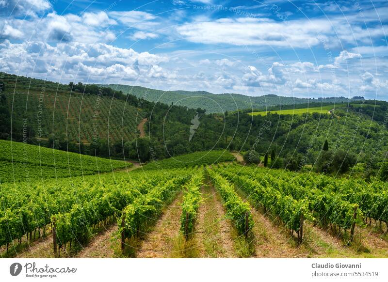 Vineyards of Chianti near Gaiole, Siena province Europe Italy Tuscany agriculture color country day green hill landscape nature olive photography plant rural