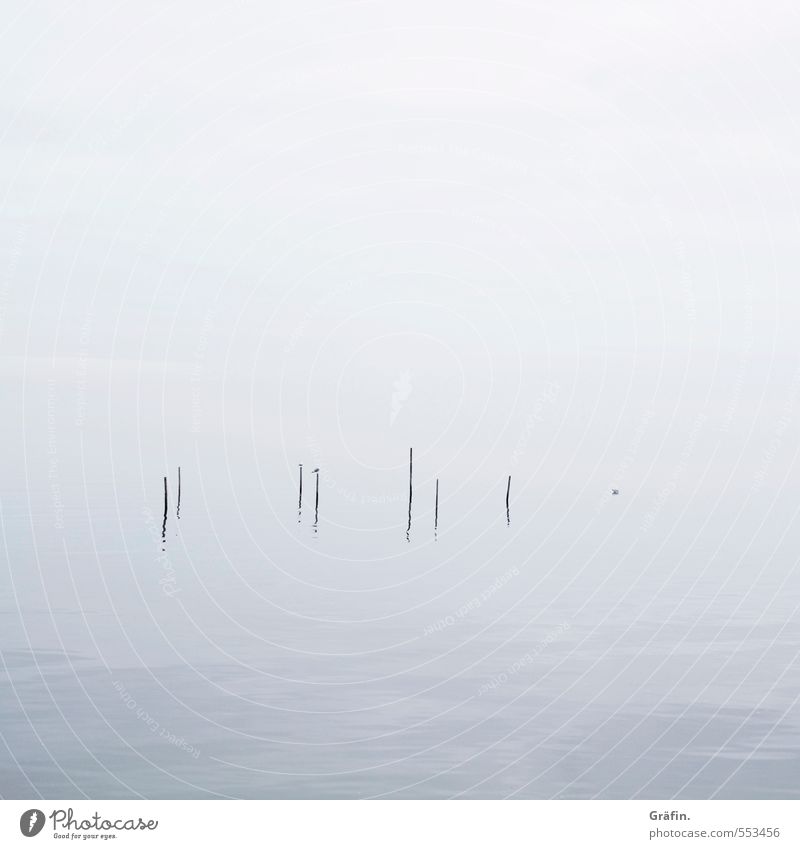 fog Autumn Winter Bad weather Fog Waves Coast Ijsselmeer Bird Seagull Cold Blue White Calm Loneliness Surrealism Infinity Reflection Minimalistic Colour photo