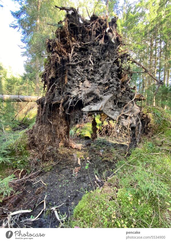 oh tannenbaum | until you drop Forest Subversion Storm damage Tree Root of a tree roots Root system Environment Nature Wood Climate Climate change Tumble down