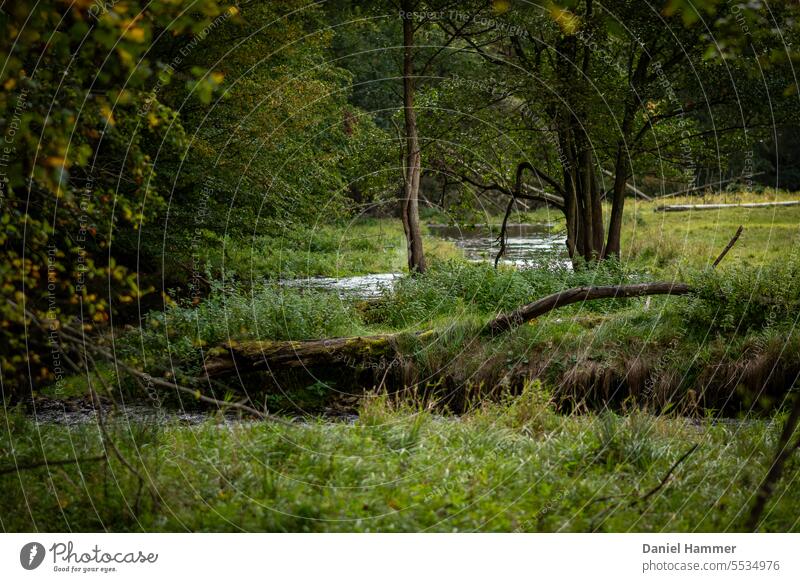 The river Polenz winds through a meadow floodplain, on the left edge forest.... On the bank lies a fallen tree, in the background are trees and there are more fallen trees on the meadow.