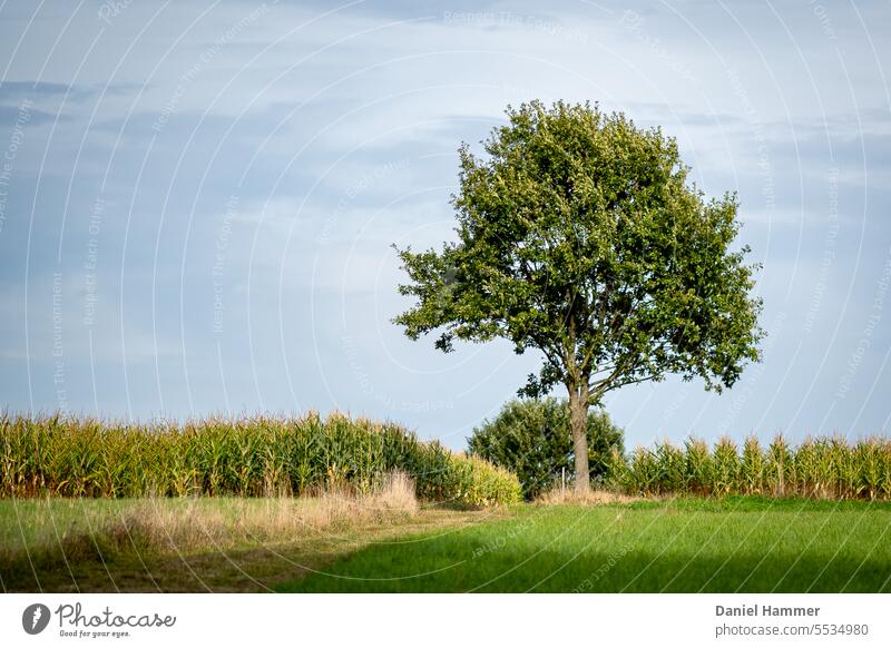 Field path between green meadows runs through a cornfield. In the foreground a tree with green foliage, in the background more trees along the way. sunshine