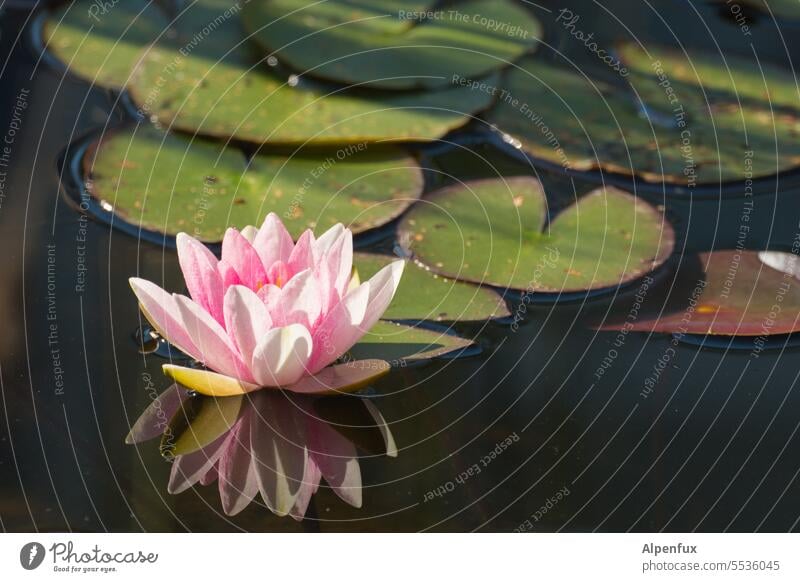 Water lily blossom reflection Water Lily Nature Plant Blossom water lily blossom Water lily leaf Lake Green Pond Water lily pond Leaf Exterior shot Flower