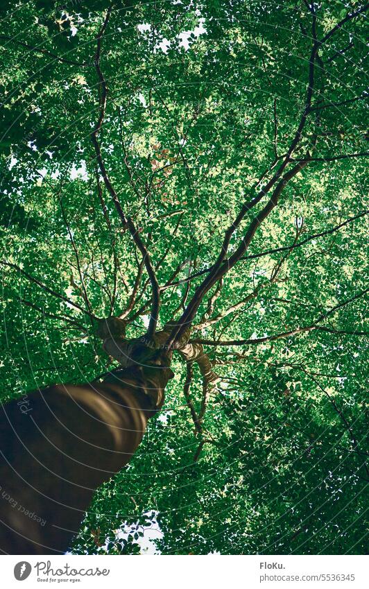 Green tree crown Tree Treetop Nature Tree trunk Forest Leaf Exterior shot Deserted Colour photo Environment Plant Branch Day Growth Tree bark Leaf canopy