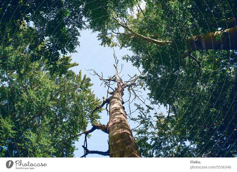 Dead tree surrounded by life Tree dead Bleak Blue Sky Green Treetops Forest Nature Environment Exterior shot trees Day Plant Tree trunk naturally Wood