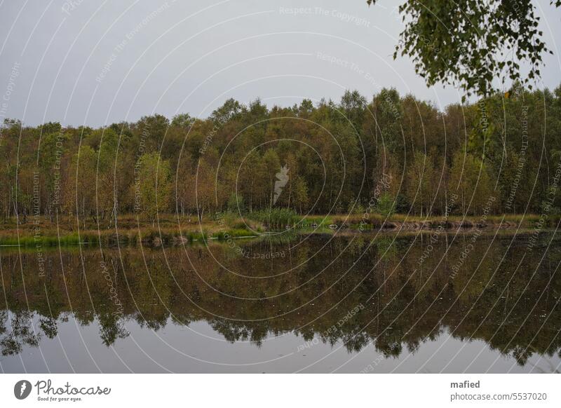 Moor lake in the Kaltenhofer Moor II Bog Lake trees birches Water reflection reed shore zone overcast sky cloudy Landscape Nature nature conservation