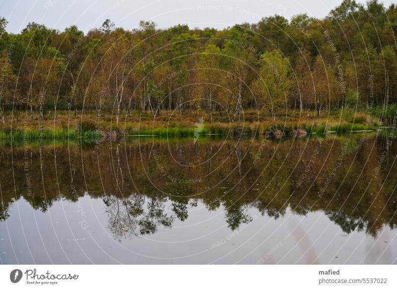 Moor lake in the Kaltenhofer Moor Bog Lake trees birches Water reflection reed shore zone overcast sky cloudy Landscape Nature nature conservation