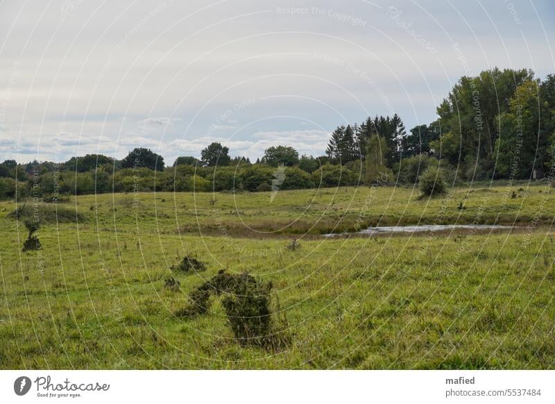 Meadow at the Kaltenhofer Moor Pastureland Pond ponds trees bushes overcast sky Clouds Nature Sky Green Exterior shot Calm Deserted Landscape