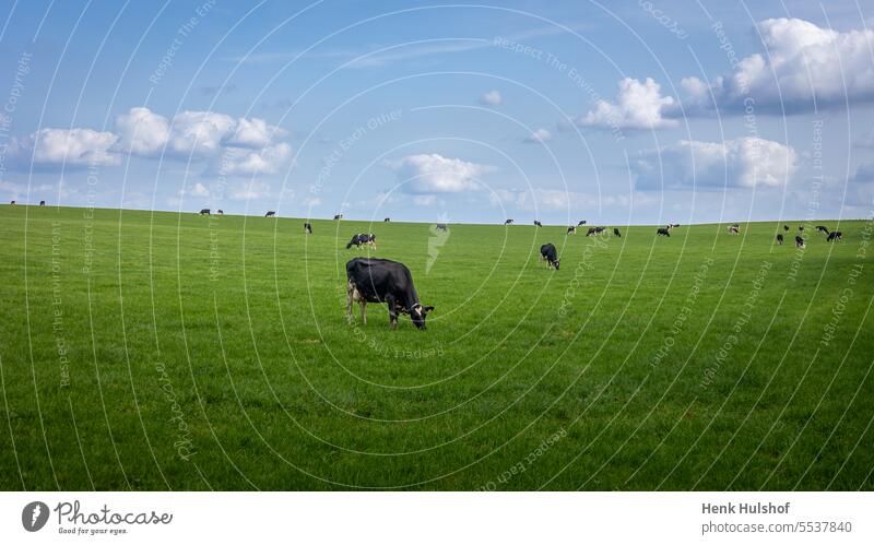 Frisian cows on the hilly pastureland of a farm on a beautiful clear autumn day in the province of North Brabant, Netherlands Agriculture Animal Black Blue