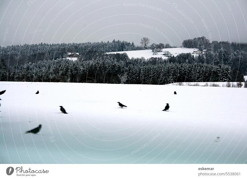 raben in the snow Snow crow birds Bavaria Nature Bird Exterior shot Animal Winter Colour photo Flying Cold Wild animal Environment Deserted Raven birds Crow