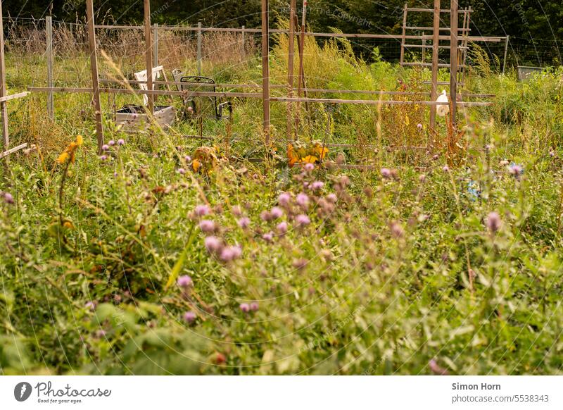 Wildflowers in a community garden wild flowers fellowship do gardening Green thumb Garden Community garden Ecological Social Ecology collective Nature Gardening