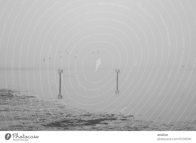 Foggy scary landscape with birds flying Black & white photo black and white foggy Foggy landscape Beach mist Nightmare Bird Mystery silence quiet Abandoned