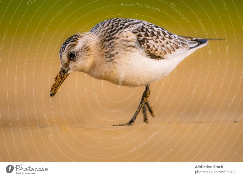 Small Calidris alba bird standing on ground sanderling calidris alba surface bird watching ornithology avian zoology correlimos tridactilo thin slender beak