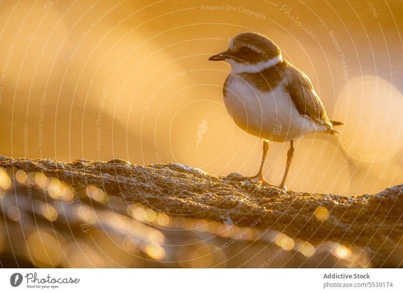 Charadrius hiaticula bird at sunset time common ringed plover charadrius hiaticula sundown stone bird watching ornithology fauna avian chorlitejo grande