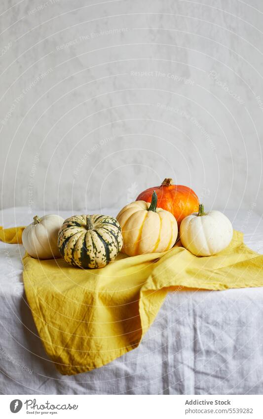 Set of various types of pumpkins on table squash color vegetable food natural fresh set whole assorted organic rustic healthy harvest vegetarian colorful white