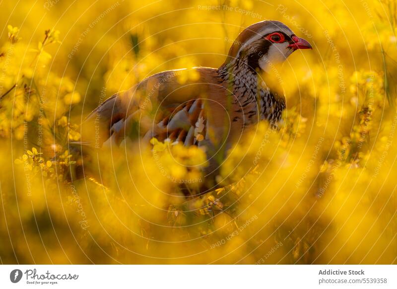 Partridge standing among yellow flowers bird red legged partridge alectoris rufa brown gray rotund buff roam nature habitat french partridge gamebird