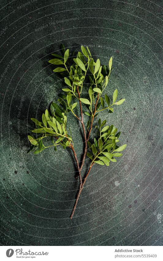 Table decoration with fresh pistachio plant serve arrangement occasion creative flora art decorate table setting gray clean concept gray background green