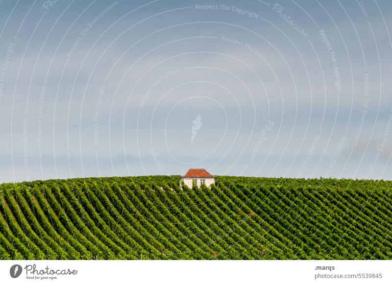 house wine Kaiserstuhl Wine growing Vineyard Beautiful weather Sky Summer Horizon Nature Relaxation Landscape Agriculture Hill Field series Vines Row vines