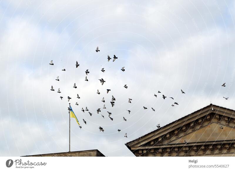 Wide open spaces | flying pigeons over Bremen rooftops birds Flock of pigeons Roof Building flag Sky Clouds Exterior shot Flying Movement Animal Freedom