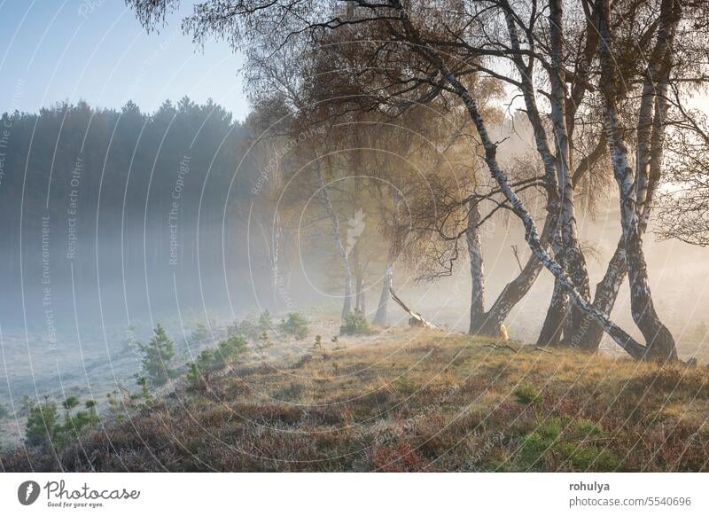 misty morning in birch forest birch tree woods woodland fog early summer sunrise sunlight sunshine nobody no people calm quiet tranquil wild countryside view