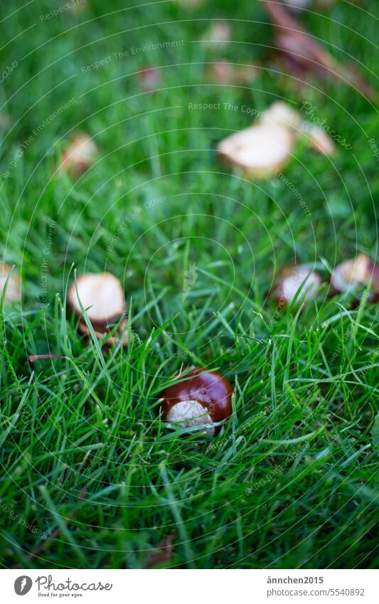 a chestnut lies in the green grass Chestnut Autumn Grass amass Nature Park Garden Autumnal Colour photo Green Brown Autumnal colours Deserted Plant Early fall