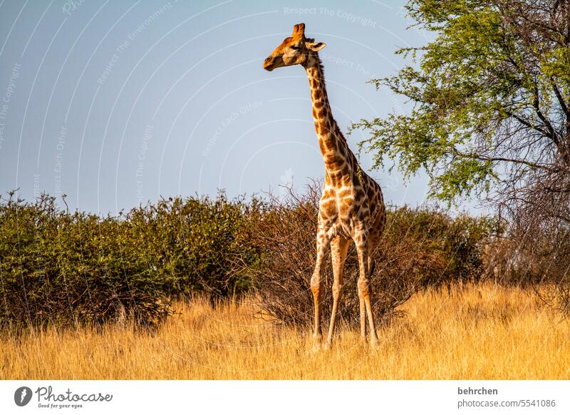 the view from above Wild Africa Namibia Exterior shot Far-off places Wanderlust Colour photo Freedom Vacation & Travel Landscape Adventure Nature Warmth