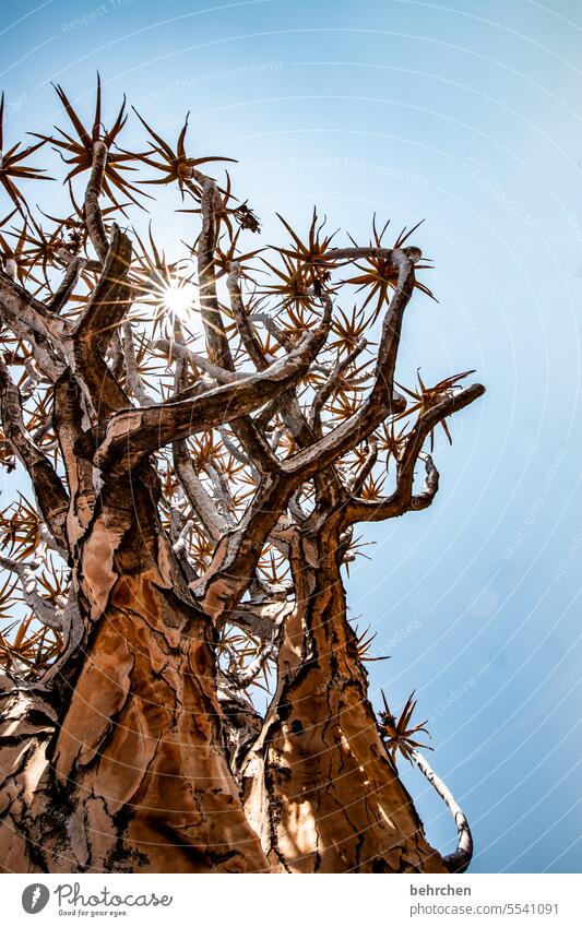 star stories Plant solar star Kokerboom tree Tree Exceptional Namib desert Sun Sunlight Namibia Africa Colour photo Vacation & Travel Nature Desert Sky