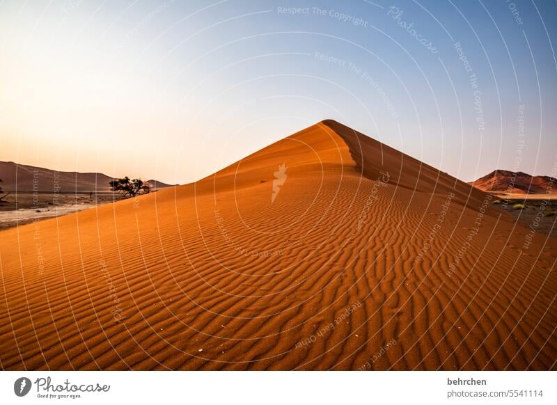 Traces in the sand Shadow Light Sossusvlei Exterior shot Sesriem dune 45 Sand Desert Africa Namibia Far-off places Wanderlust Longing travel Colour photo