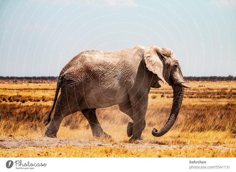 big bigger biggest Animal portrait Ivory Tusk Trunk impressive peril Dangerous Large risky Bull elephant Elephant etosha national park Etosha Etosha pan