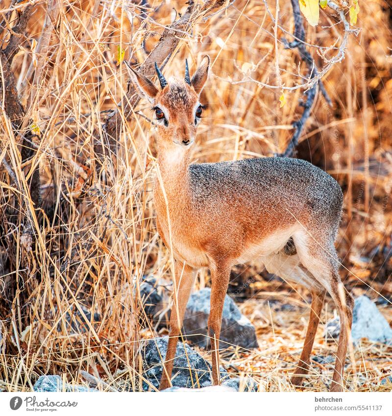 Bambi Wildlife Animal Grass etosha national park Etosha Africa Namibia Exterior shot Wanderlust Colour photo Freedom especially Impressive Landscape Adventure