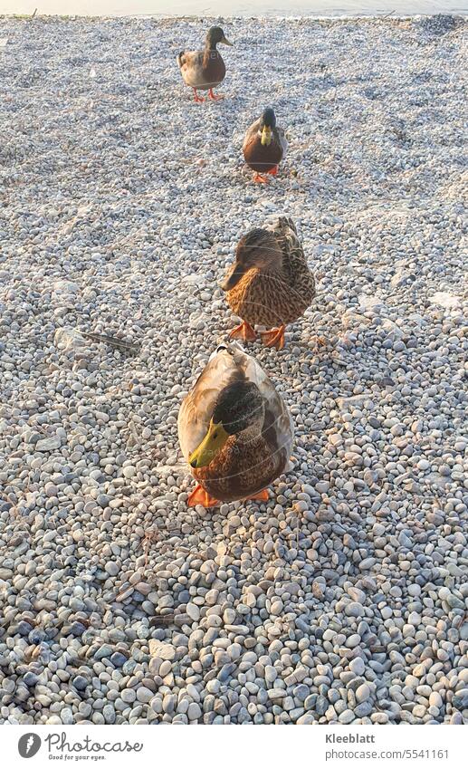 Together we are strong - four ducks in single file on pebble beach trusting ducks Duck Several ducks beg To feed Feed Beach bank Animal Bird Funny plan