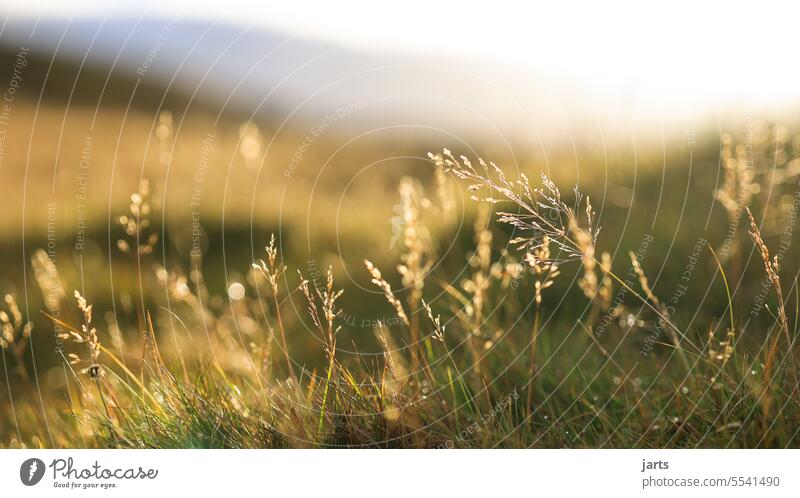 Morning in the highlands Grass Sunrise Iceland Meadow tranquillity Serene Autumn Hill Nature Landscape Exterior shot Calm silent Idyll Beautiful weather