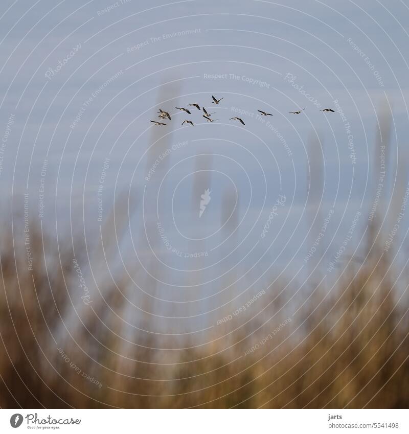 Wild geese taking off wild geese flight Formation reed Grass Grassland Nature Sky Flying Flight of the birds Flock of birds bird migration Free Migratory birds