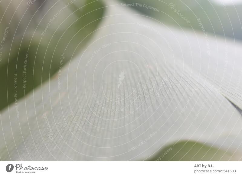 gingko gingko biloba Leaf ginkgo leaf Nature heal medicinal plant groove structure blurred background Unique specimen tet freedom unpeopled Curved Undulating