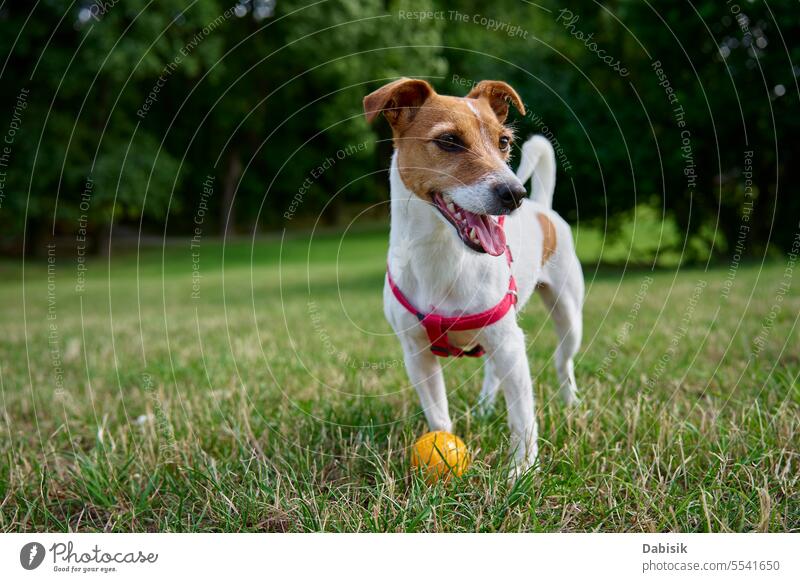 Active dog playing with toy ball at summer day animal green active portrait walk funny outdoors field walking jack russell nature grass happy face cute