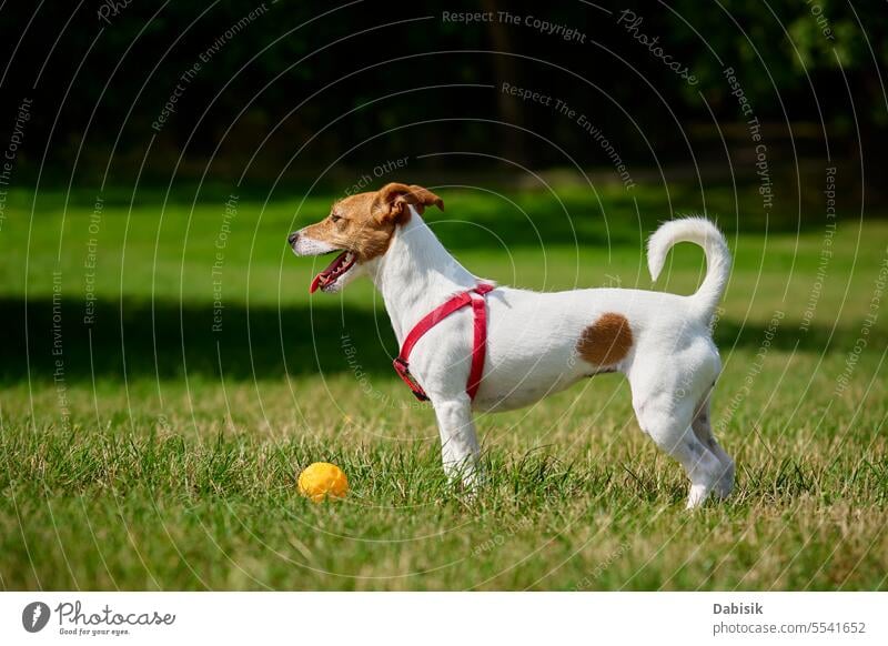 Active dog playing with toy ball at summer day animal green active portrait walk funny outdoors field walking jack russell nature grass happy face cute