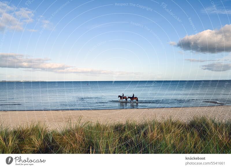 ride through the baltic sea Baltic Sea Ocean Beach Water coast Horizon Baltic coast Sky Clouds Tourism horses Vacation & Travel Relaxation