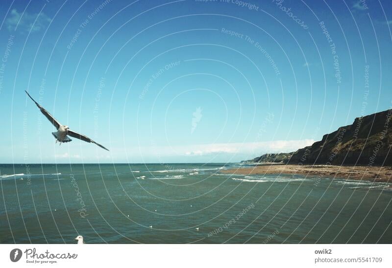 Lift Seagull Bird Animal Departure Grand piano Trip Flying Hover Looking Beautiful weather Air Wind Nature Environment Freedom Elegant Gliding Colour photo