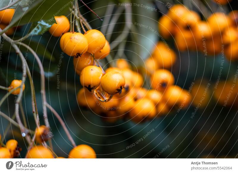 Close-up of firethorn rowan berries shrub berries with raindrops Burning bush Rowanberry Rowanberry bush Autumn Nature Berries Orange