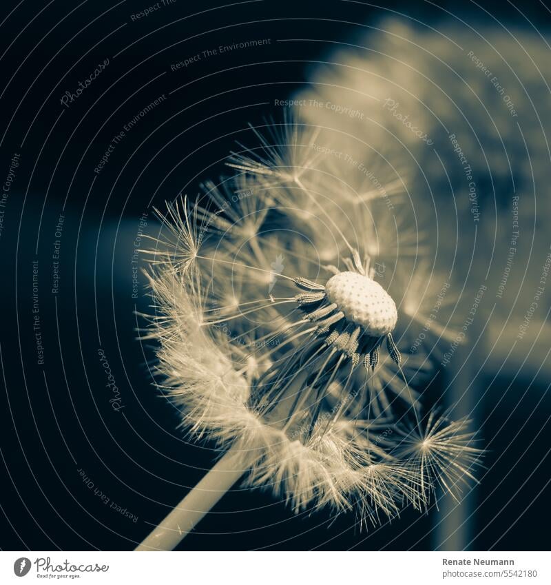 Dandelion, plant, seed, head; dandelion Weed Sámen Plant dandelion seed Nature Macro (Extreme close-up) Delicate Ease Detail Wild plant Close-up