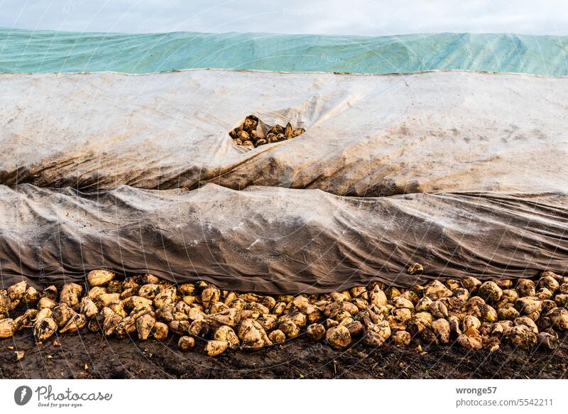 And more sugar beets | Sugar beets lie protected under tarpaulins at the edge of the field Sugar Beets Harvest harvest season cleared Interim storage Transport